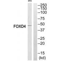 Anti-FOXD4 Antibody