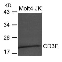 Anti-CD3E Antibody