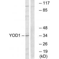 Anti-YOD1 Antibody