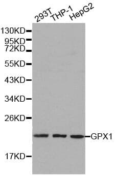 Anti-GPX1 Antibody