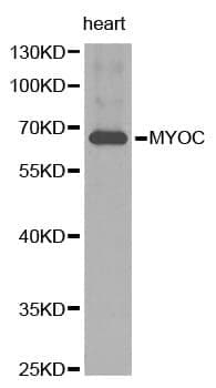 Anti-MYOC Antibody
