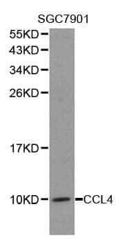 Anti-CCL4 Antibody