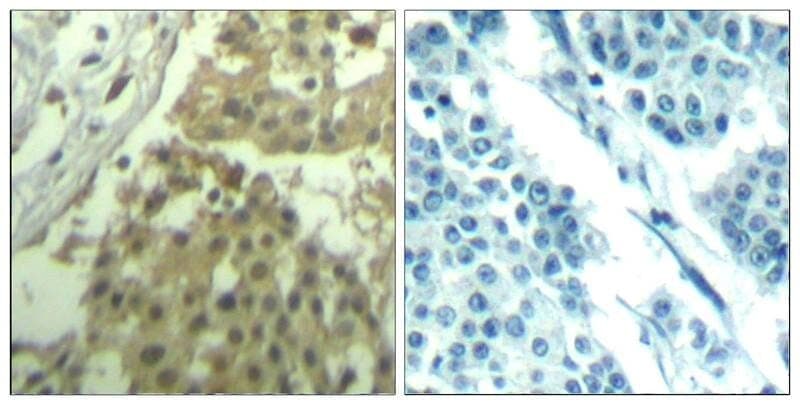 Anti-CDC2 (Ab-19) Antibody