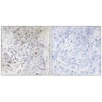 Anti-MAFF Antibody
