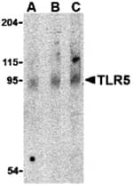 Anti-TLR5 Antibody