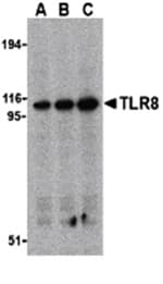 Anti-TLR8 Antibody