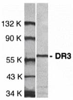 Anti-DR3 Antibody