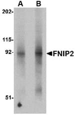 Anti-FNIP2 Antibody