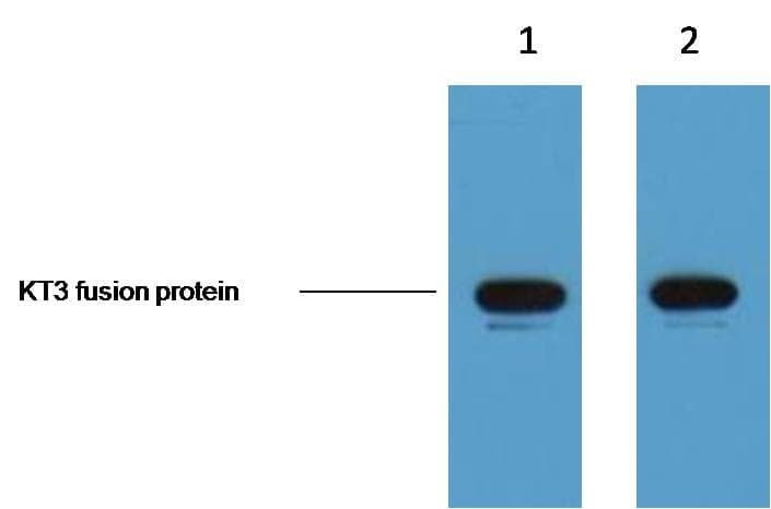 Anti-KT3-Tag Antibody