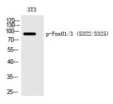 Anti-FoxO1 / 3 (Phospho-Ser322 / Ser325) Antibody