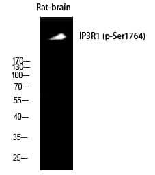 Anti-IP3R-I (Phospho-Ser1764) Antibody