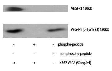 Anti-Flt-1 (Phospho-Tyr1333) Antibody