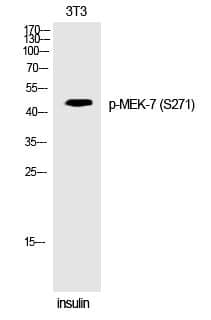 Anti-MEK-7 (Phospho-Ser271) Antibody
