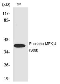 Anti-MEK-4 (Phospho-Ser80) Antibody