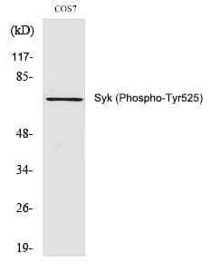 Anti-Syk (Phospho-Tyr525) Antibody
