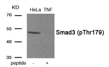 Anti-Smad3 (Phospho-Thr179) Antibody