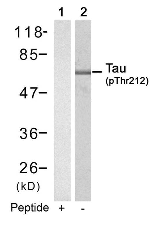 Anti-Tau (Phospho-Thr212) Antibody