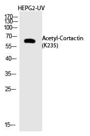 Anti-Cortactin (Acetyl-Lys235) Antibody