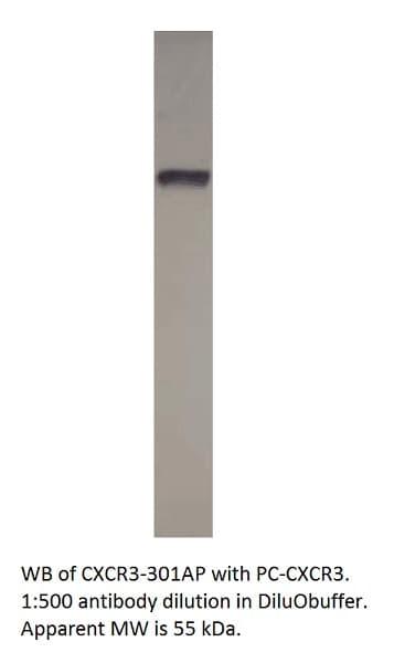 Anti-CXCR3 Antibody
