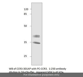 CCR3 Blocking Peptide