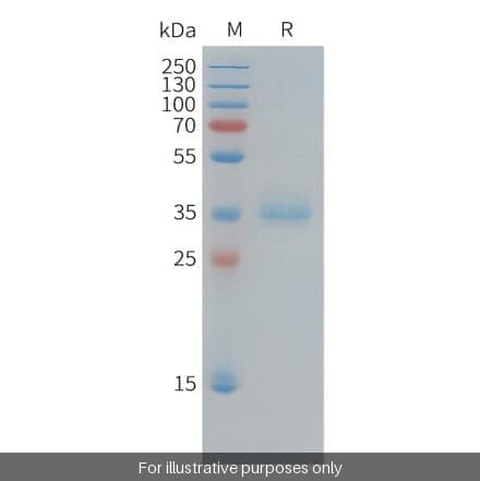 Ki67 Blocking Peptide