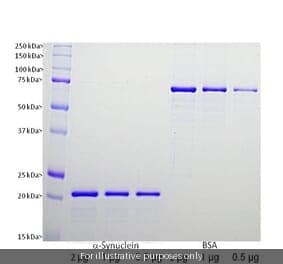 SNCA 61-140 Human