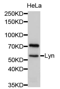 Anti-Lyn Antibody