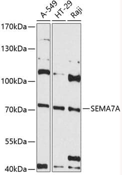 Anti-SEMA7A Antibody