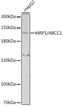 Anti-ABCC1 Antibody
