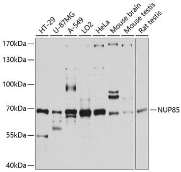 Anti-NUP85 Antibody