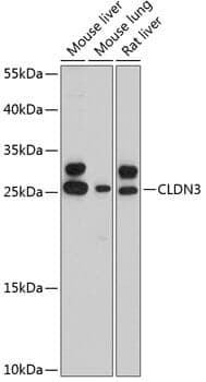 Anti-CLDN3 Antibody