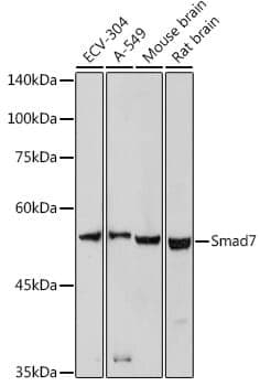 Anti-SMAD7 Antibody