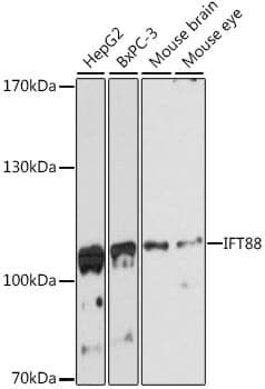Anti-IFT88 Antibody