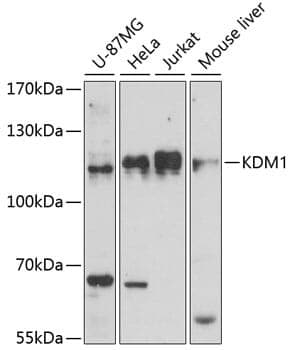 Anti-KDM1A Antibody