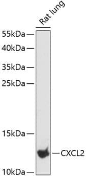 Anti-CXCL2 Antibody