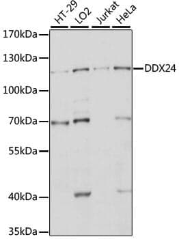 Anti-DDX24 Antibody