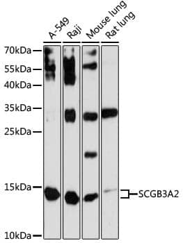 Anti-SCGB3A2 Antibody