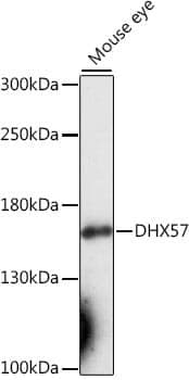 Anti-DHX57 Antibody