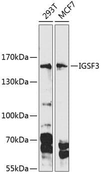 Anti-IGSF3 Antibody