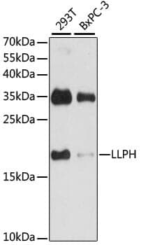 Anti-LLPH Antibody