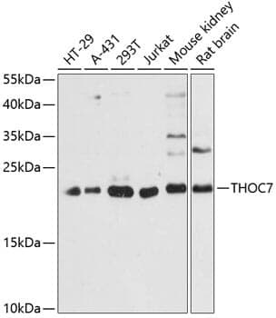 Anti-THOC7 Antibody