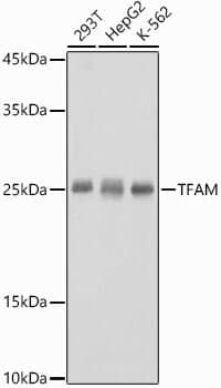 Anti-TFAM Antibody
