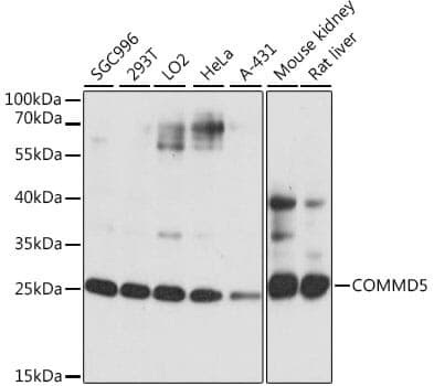 Anti-COMMD5 Antibody