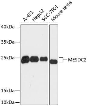 Anti-MESDC2 Antibody