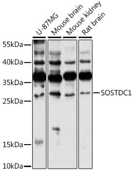 Anti-SOSTDC1 Antibody