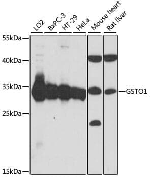 Anti-GSTO1 Antibody