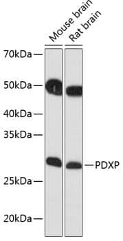 Anti-PDXP Antibody