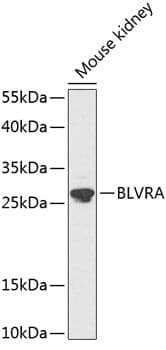 Anti-BLVRA Antibody