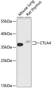 Anti-CTLA4 Antibody