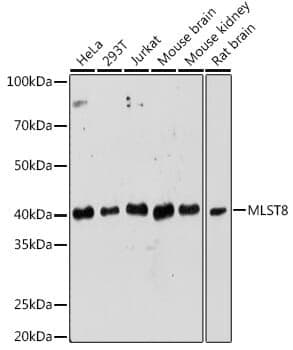 Anti-MLST8 Antibody